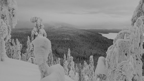 Tykkylumen peittämiä puita Kolilla, taustalla Pielinen